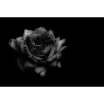 Organic Black Rose